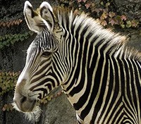 Grévy's Zebra
